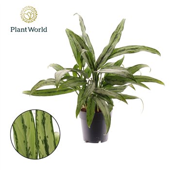 Aglaonema cutlass Cutlass 3 pp 45cm 14cm Q116