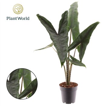 Alokazija zebrina Tigrina Superba 1 pp 45cm 14cm Q205