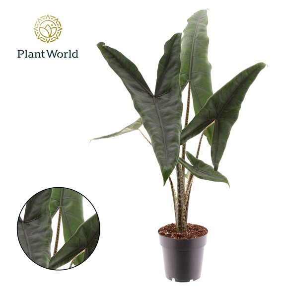 Alokazija zebrina Tigrina Superba 1 pp 45cm 14cm Q205