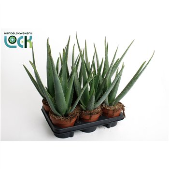 Aloe vera Aloë Vera 30cm 12cm Q246