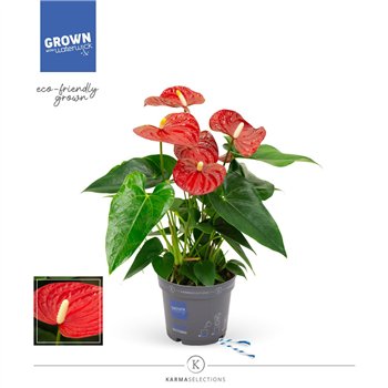Anthurium andr  karma red - KARMA Red | 12cm 5 fl 2 pp 43cm 12cm Q467