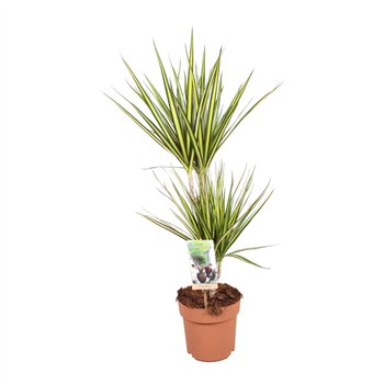 Dracena marg  sunray Sunray 30-152 pp 75cm 17cm Q1486