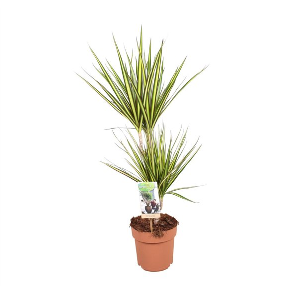 Dracena marg  sunray Sunray 30-152 pp 75cm 17cm Q1486