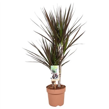 Dracena marg  magenta Magenta 30-15*2 pp 70cm 17cm Q1502