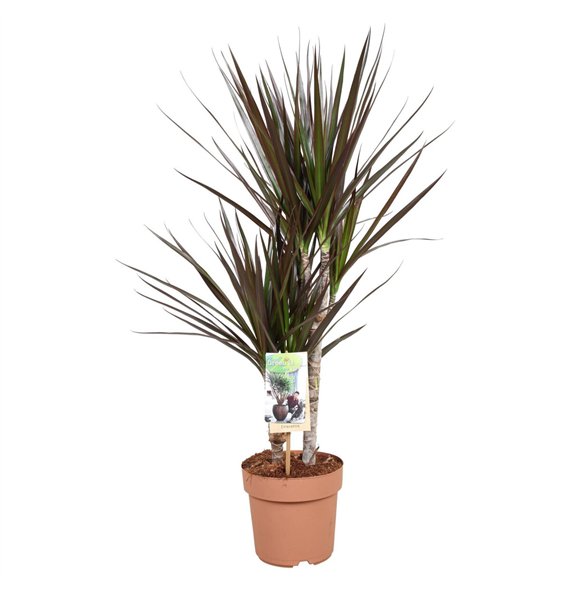Dracena marg  magenta Magenta 30-15*2 pp 70cm 17cm Q1502