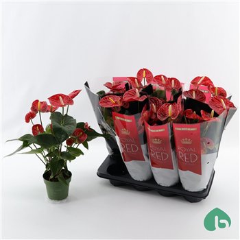 Anthurium andr  madural Royal Red Big Flowers Madural 5 fl 50cm 14cm Q403