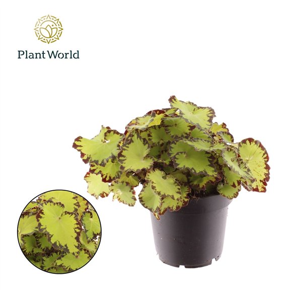 Begonija leaf magic colours jive rex Jive 3 pp 25cm 12cm Q824