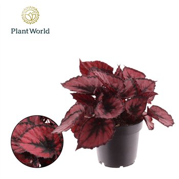 Begonija leaf magic colours red kiss rex Red Kiss 3 pp 25cm 12cm Q834