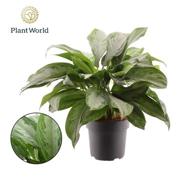Aglaonema silver bay Silver Bay 4 pp 70cm 21cm Q168