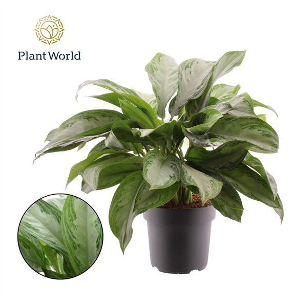 Aglaonema silver bay Silver Bay 4 pp 70cm 21cm Q168