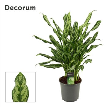 Aglaonema Miss Juliette 17cm 55cm 17cm Q195