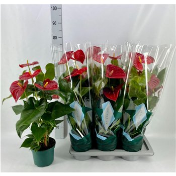 Anthurium andr  nevada Basic Nevada 17cm 5 fl 65cm 17cm Q448