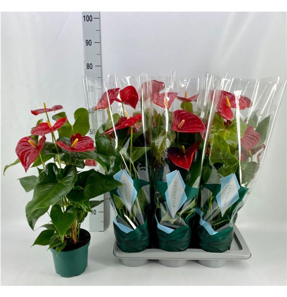 Anthurium andr  nevada Basic Nevada 17cm 5 fl 65cm 17cm Q448