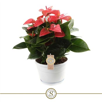 Anthurium andr  pink champion bowl Napoli 20cm Pink Champion 10 fl 45cm 20cm Q465