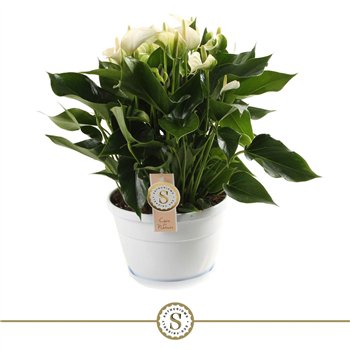 Anthurium andr  white champion bowl Napoli 20cm White Champion 10 fl 45cm 20cm Q478