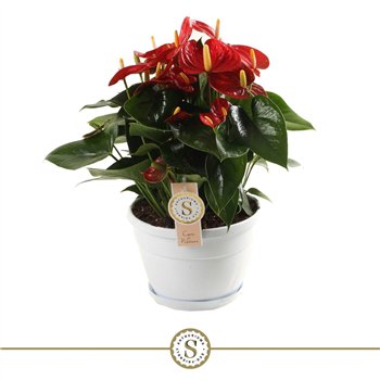 Anthurium andr  red champion bowl Napoli 20cm Red Champion 10 fl 45cm 20cm Q479