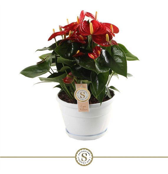 Anthurium andr  red champion bowl Napoli 20cm Red Champion 10 fl 45cm 20cm Q479