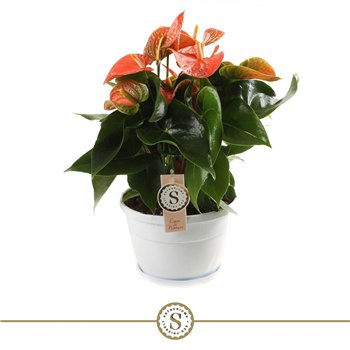 Anthurium andr  orange champion bowl Napoli 20cm Orange Champion 10 fl 45cm 20cm Q480