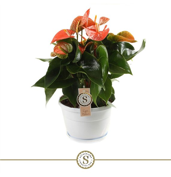 Anthurium andr  orange champion bowl Napoli 20cm Orange Champion 10 fl 45cm 20cm Q480