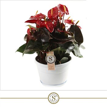 Anthurium andr  coral champion bowl Napoli 20cm Coral Champion 10 fl 45cm 20cm Q481