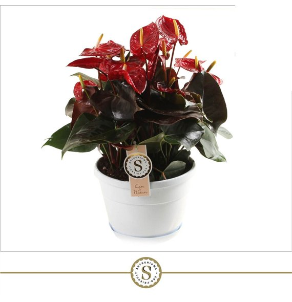 Anthurium andr  coral champion bowl Napoli 20cm Coral Champion 10 fl 45cm 20cm Q481