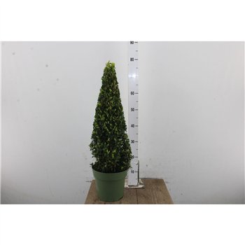 Buxus sempervirens Sempervirens Piramide 75cm 21cm Q878