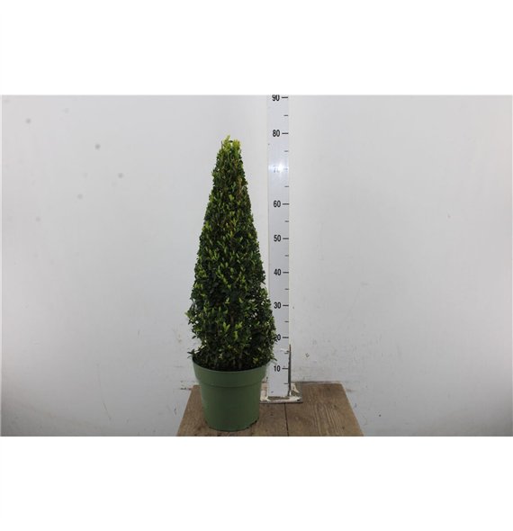 Buxus sempervirens Sempervirens Piramide 75cm 21cm Q878