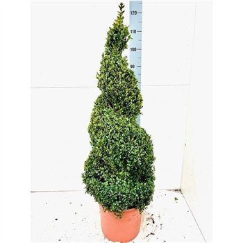 Buxus sempervirens Sempervirens Spiraal 115cm 29cm Q881