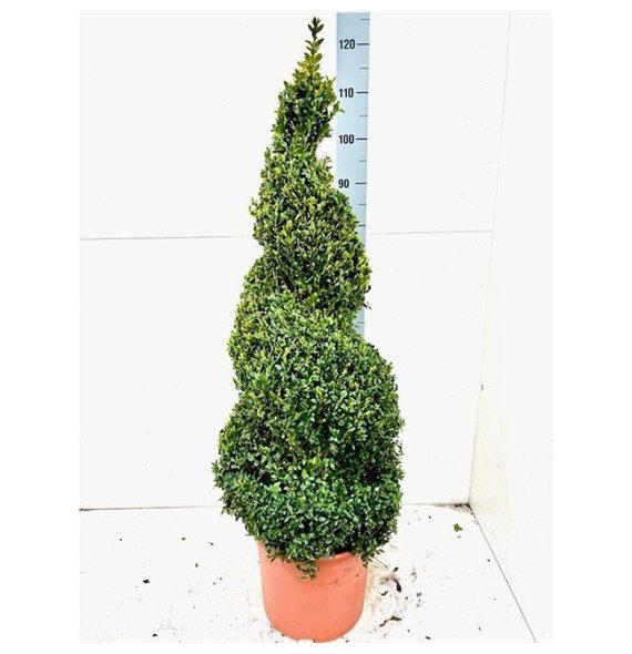 Buxus sempervirens Sempervirens Spiraal 115cm 29cm Q881