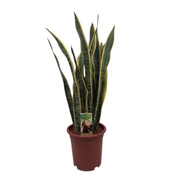 Taščin jezik - Sanseveria trifasciata laurentii Laurentii extra dik 80cm 24cm Q1439