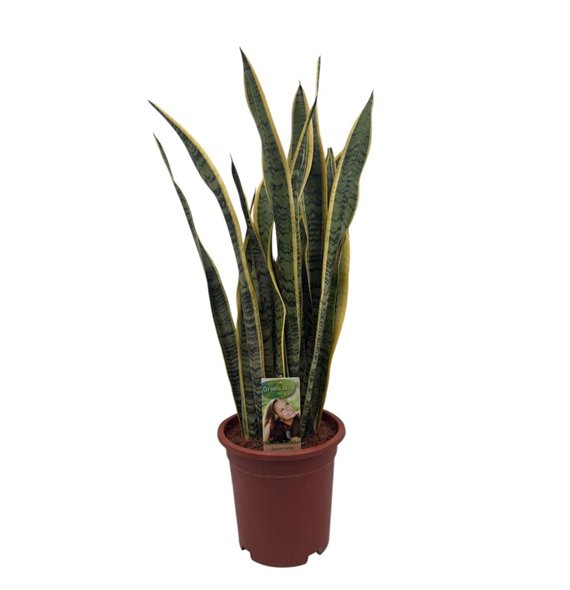 Taščin jezik - Sanseveria trifasciata laurentii Laurentii extra dik 80cm 24cm Q1439