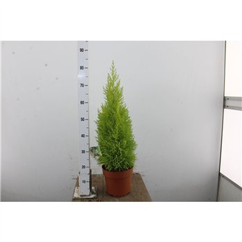 Cipresa macr  goldcrest wilma Goldcrest Wilma 80cm 21cm Q2205