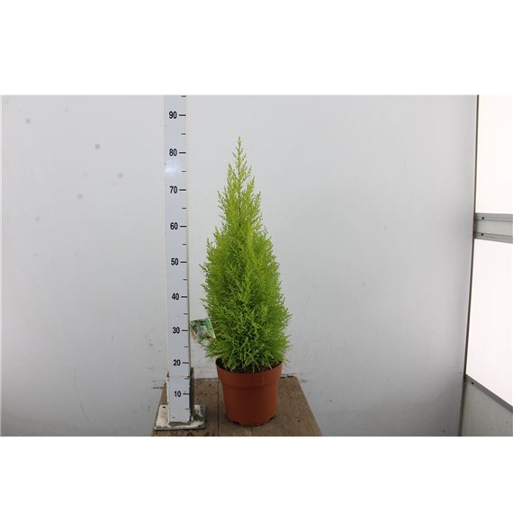 Cipresa macr  goldcrest wilma Goldcrest Wilma 80cm 21cm Q2205