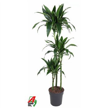 Dracena fragr  der art Arturo3 pp 150cm 24cm Q2370