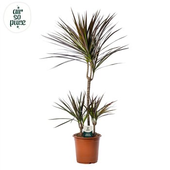 Dracena marg  magenta Magenta p21 45+15+10 (Air So Pure) 3 pp 90cm 21cm Q2501