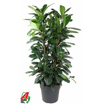 Fikus cyathistipula Cyatistipula 3PP P343 pp 140cm 34cm Q2664