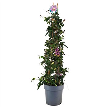 Passiflora amethyst Amethyst piramide p21 110cm 21cm Q2811