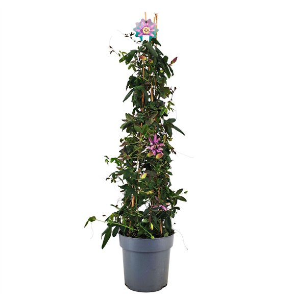 Passiflora amethyst Amethyst piramide p21 110cm 21cm Q2811