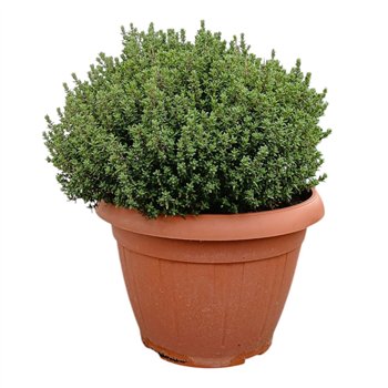 Thymus vulgaris Faustini 30cm 25cm Q2819