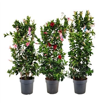 Mandevilla sundaville mixkar Dipladenia Sundaville Mix on rek p21 (PT)1 pp 100cm 21cm Q2990