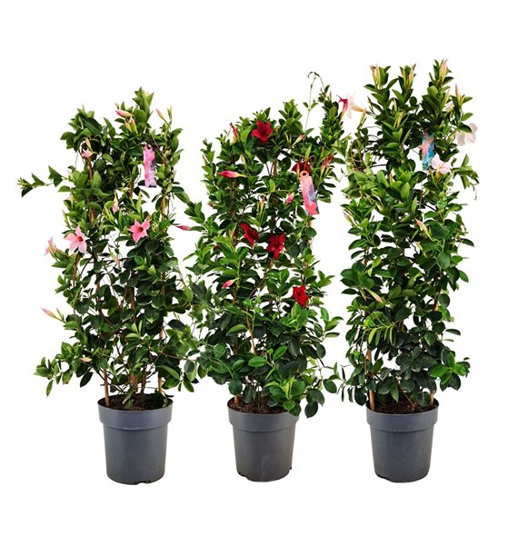 Mandevilla sundaville mixkar Dipladenia Sundaville Mix on rek p21 (PT)1 pp 100cm 21cm Q2990