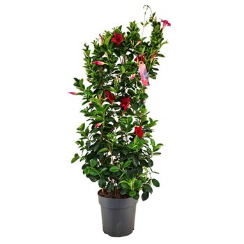 Mandevilla sundaville red Dipladenia Sundaville RED on rek p21 (PT)1 pp 110cm 21cm Q2991