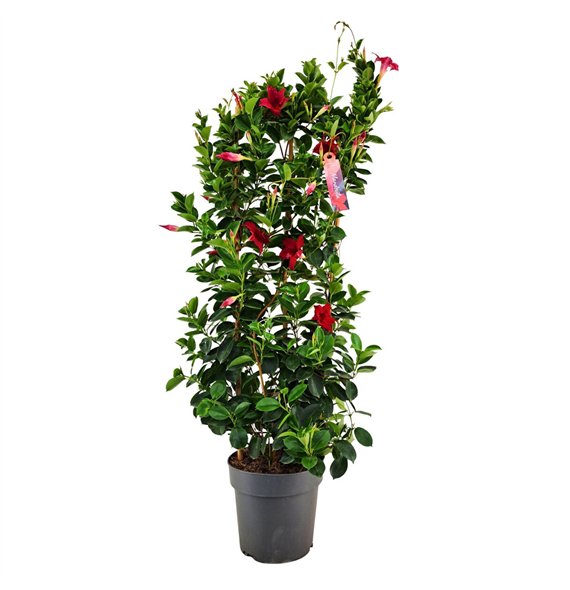 Mandevilla sundaville red Dipladenia Sundaville RED on rek p21 (PT)1 pp 110cm 21cm Q2991