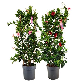 Mandevilla sundaville mixkar Dipladenia Sundaville Mix RED PINK on rek p21 (PT)1 pp 100cm 21cm Q3026