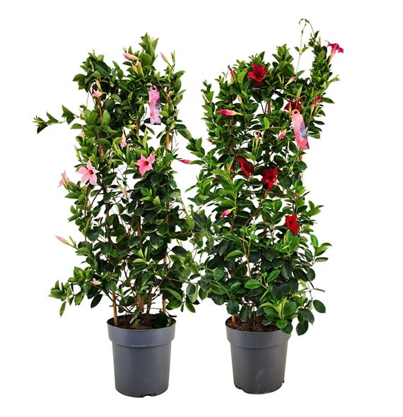 Mandevilla sundaville mixkar Dipladenia Sundaville Mix RED PINK on rek p21 (PT)1 pp 100cm 21cm Q3026
