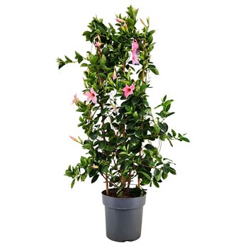 Mandevilla sundaville cream pink Dipladenia Sundaville Cream Pink on rek p21 (PT)1 pp 100cm 21cm Q3028