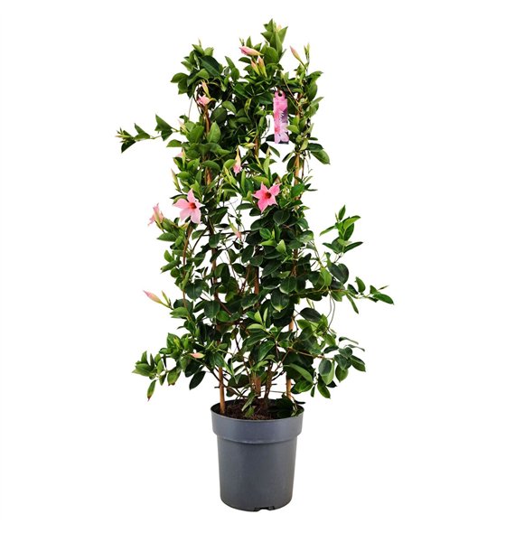 Mandevilla sundaville cream pink Dipladenia Sundaville Cream Pink on rek p21 (PT)1 pp 100cm 21cm Q3028