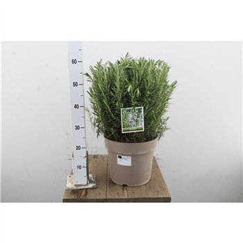 Rosmarinus officinalis 60cm 28cm Q3068