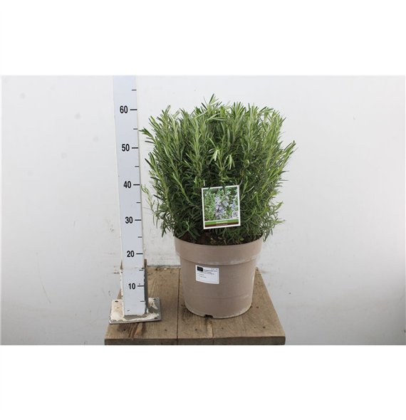 Rosmarinus officinalis 60cm 28cm Q3068