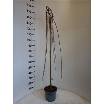 Salix caprea kilmarnock 140cm 23cm Q3088